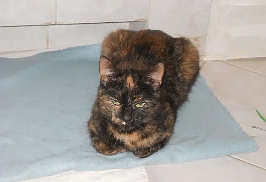 2 letnia kotka Teodozja do adopcji !