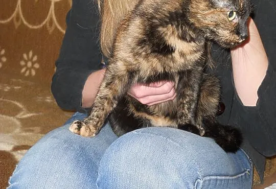 2 letnia kotka Teodozja do adopcji !