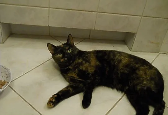 2 letnia kotka Teodozja do adopcji !