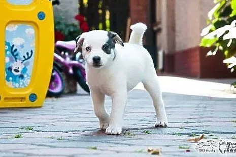 Mrówka - szczeniak w typie husky potrzebuje kochaj