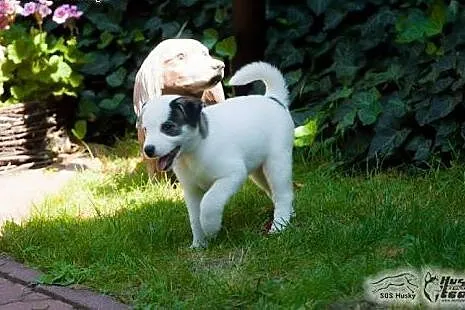 Mrówka - szczeniak w typie husky potrzebuje kochaj