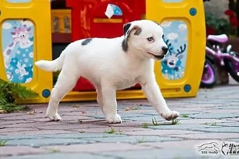 Mrówka - szczeniak w typie husky potrzebuje kochaj