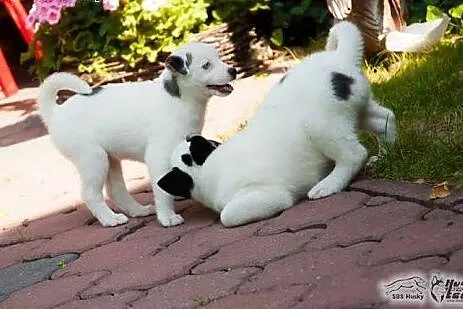 Mrówka - szczeniak w typie husky potrzebuje kochaj