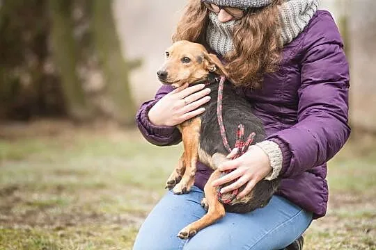 Abi - nakolankowa, spokojna suczka, młoda i niekon