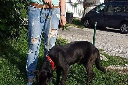 Salvo - średni, przyjazny pies - do adopcji,  mazo