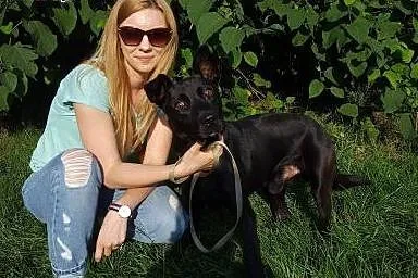 Salvo - średni, przyjazny pies - do adopcji,  mazo