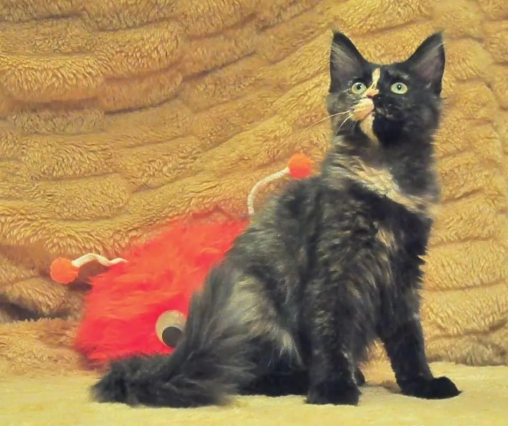 Wyjątkowe Kociaki Maine Coon