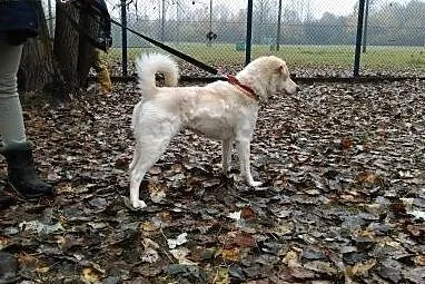 Nela, śliczna niewidoma sunia,  dolnośląskie Wrocł
