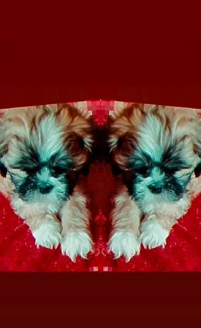 Lhasa apso slodkie przytulanki, Śląskie, Rydułtowy