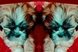 Lhasa apso slodkie przytulanki