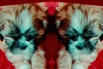 Lhasa apso slodkie przytulanki, Śląskie, Rydułtowy
