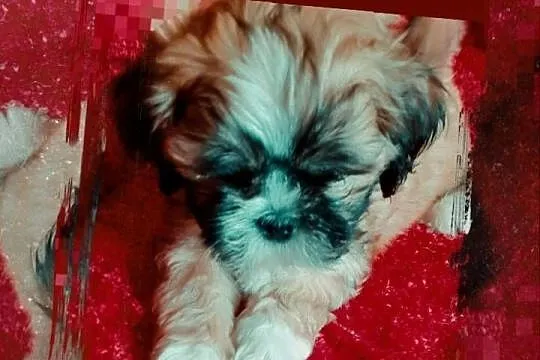 Lhasa apso slodkie przytulanki, Śląskie, Rydułtowy