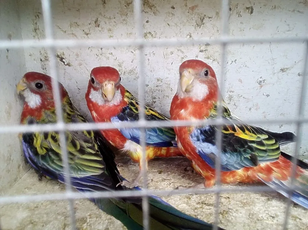 Sprzedam rozele białolice, Kujawsko-pomorskie, Kwieciszewo