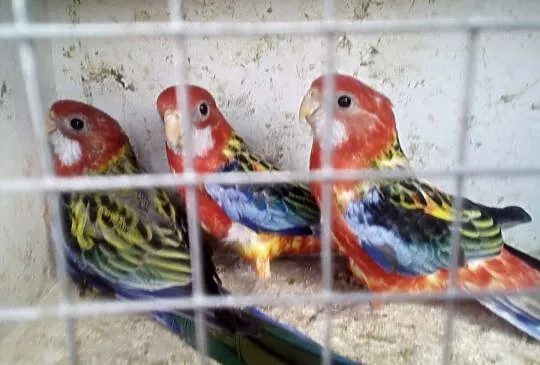 Sprzedam rozele białolice, Kujawsko-pomorskie, Kwieciszewo
