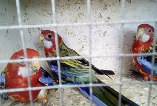 Sprzedam rozele białolice, Kujawsko-pomorskie, Kwieciszewo