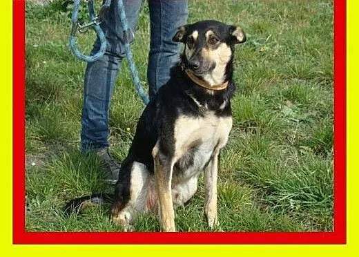 20kg,4lata,pieszczoch,wesoły,pocieszny,pies MELBU,