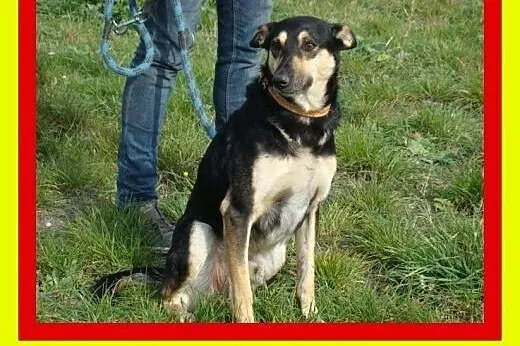 20kg,4lata,pieszczoch,wesoły,pocieszny,pies MELBU,