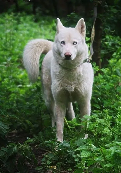 Alaska śnieżnobiałą sunia husky czeka na dom, ślą