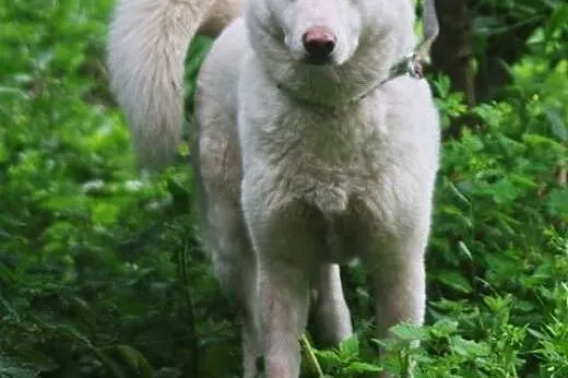 Alaska śnieżnobiałą sunia husky czeka na dom, śląskie Dąbrowa Górnicza