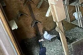 Sprzedam Kariery 150zł/szt