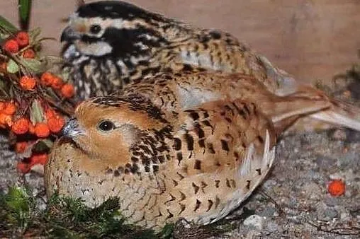 Colinus virginianus mexicanus - křepel virginský