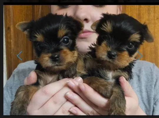 Urocze szczenięta yorkshire terrier do adopcji e-mail:.. {{amandinelisa01@gmail.com}}