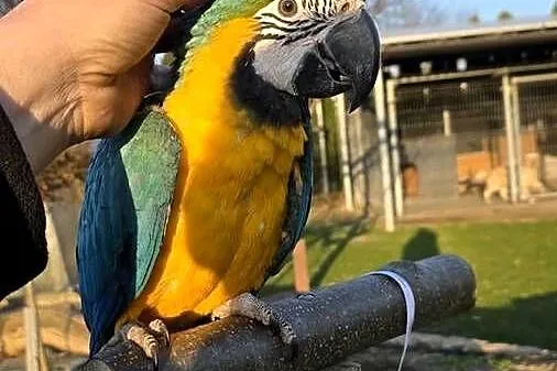 Ara Ararauna Samica ręcznie karmiona, Śląskie, Ornontowice