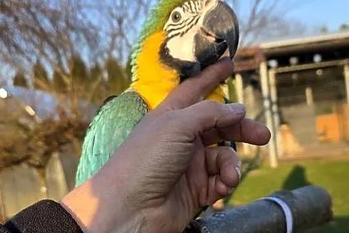 Ara Ararauna Samica ręcznie karmiona, Śląskie, Ornontowice