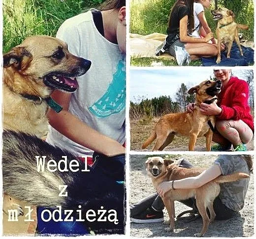 Wedel to słodki kundelek, który czeka na dobrego o