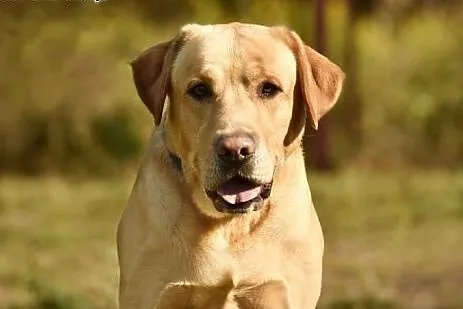 Kardamon, dwuletnie cudo szuka domu,  Labrador retriever cała Polska
