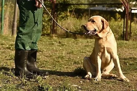 Kardamon, dwuletnie cudo szuka domu,  Labrador ret