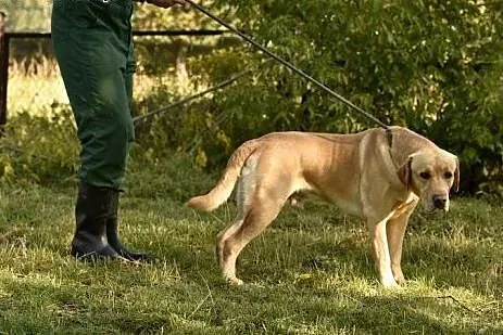 Kardamon, dwuletnie cudo szuka domu,  Labrador ret