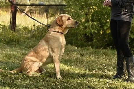 Kardamon, dwuletnie cudo szuka domu,  Labrador ret
