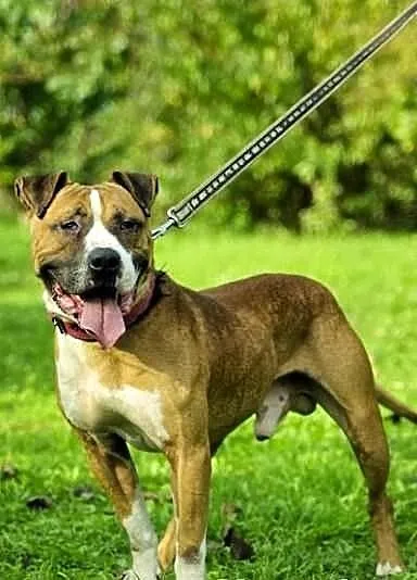 Cudowny Milo do adopcji