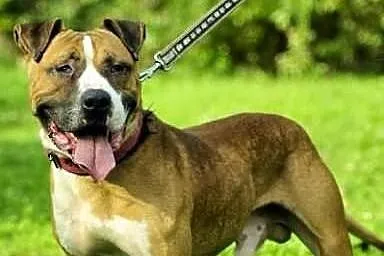 Cudowny Milo do adopcji