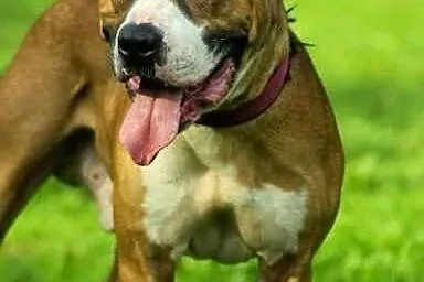 Cudowny Milo do adopcji
