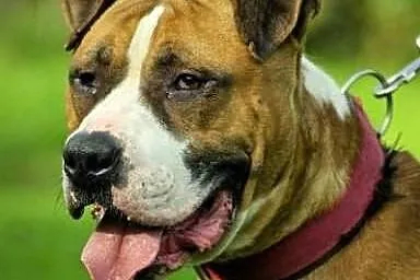 Cudowny Milo do adopcji