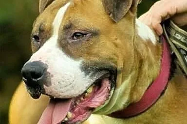 Cudowny Milo do adopcji