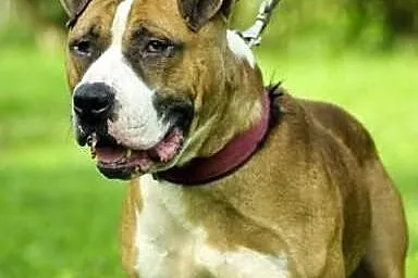 Cudowny Milo do adopcji