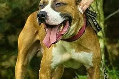 Cudowny Milo do adopcji