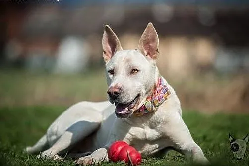 CLEO cud blondyna czeka na człowieka,  śląskie Kat