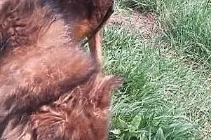 Psiak o wielkim sercu czeka na swój wymarzony domek, , Wrocław