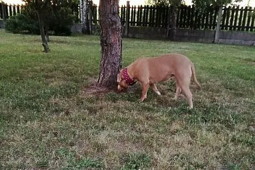 NESKA - lepsza od kawy ! Jesteś jej ciekawy ??? , 