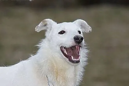 Białasek energiczny, wesoły mix Parson Terrier ADO