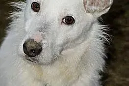 Białasek energiczny, wesoły mix Parson Terrier ADO