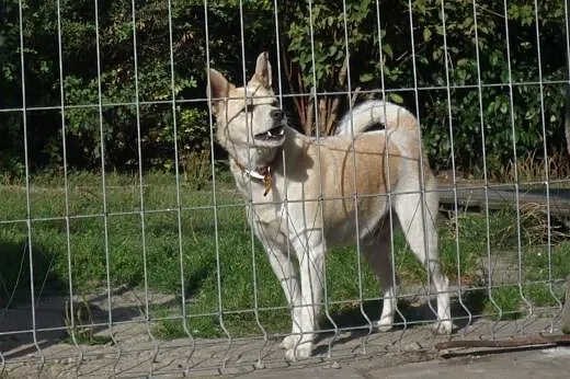 Puszek - dom z ogródkiem potrzebny na już!,  dolno