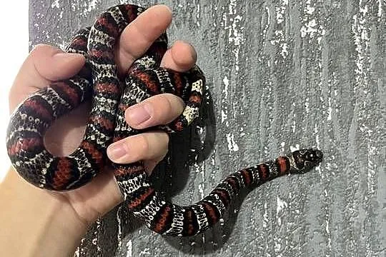 Samica mexicana