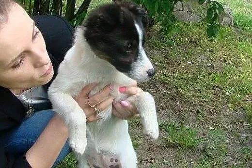 4 miesięczna Lolka &#8211; urocza suczka szuka