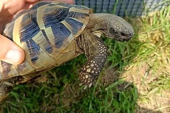 Żółw Grecki samiec 9 lat