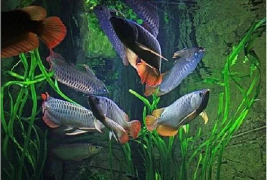 Arowana PLATYNOWA - Osteoglossum bicirrhosum Na sprzedaż, Mazowieckie, Warszawa